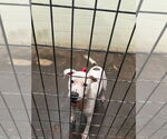 Small #1 Staffordshire Bull Terrier Mix