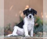 Small #1 Jack Russell Terrier Mix