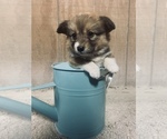 Small Photo #16 Pembroke Welsh Corgi Puppy For Sale in CENTRALIA, IL, USA