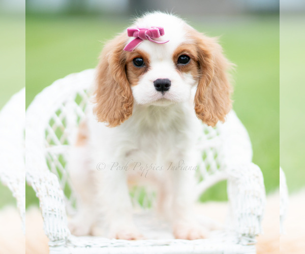Medium Photo #2 Cavalier King Charles Spaniel Puppy For Sale in WARSAW, IN, USA