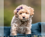 Puppy Lulu Maltipoo (Miniature)