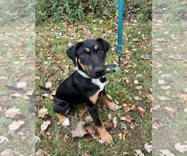 Medium Photo #1 Mutt Puppy For Sale in Candler, NC, USA