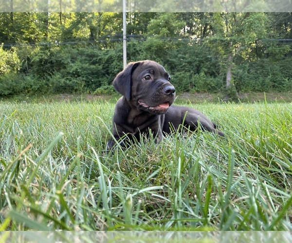 Medium Photo #4 Cane Corso Puppy For Sale in NARVON, PA, USA