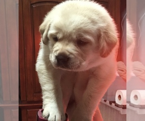 Labrador Retriever Puppy for sale in LIBERTY, SC, USA