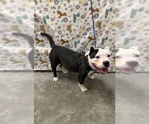 Mutt Dogs for adoption in Rosenberg, TX, USA