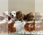 Small #2 Maltipoo (Miniature)