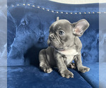 Small #11 French Bulldog