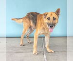 Small #1 German Shepherd Dog