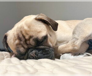 Perry - Male Pug-Unknown Mix Dog for Adoption - Photo #3