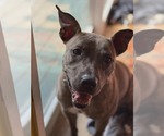 Alfalfa (Courtesy) - Female Mutt Dog for Adoption - Small photo