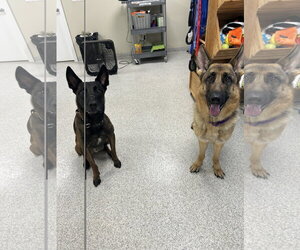 Korra - Female German Shepherd Dog Dog for Adoption - Photo #3