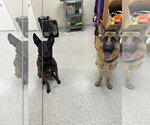 Small Photo #3 German Shepherd Dog Puppy For Sale in Lancaster, PA, USA