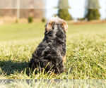 Small Photo #9 YorkiePoo Puppy For Sale in WARSAW, IN, USA