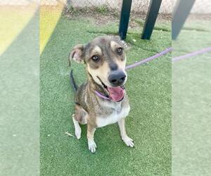 RORY - Male German Shepherd Dog-Unknown Mix Dog for Adoption - Photo #2
