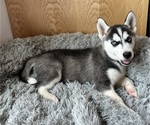 Puppy Sugar Siberian Husky