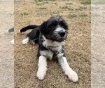 Small #3 Mutt