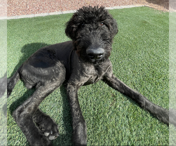 Medium Photo #3 Airedoodle-Labrador Retriever Mix Puppy For Sale in MARANA, AZ, USA