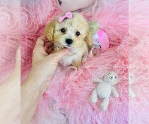 Poodle (Toy) Puppy for sale in DALLAS, TX, USA