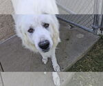 Small #6 Great Pyrenees