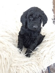 Goldendoodle-Poodle (Standard) Mix Puppy for sale in FLOYD, IA, USA