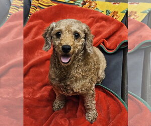 Poodle (Miniature) Dogs for adoption in Agoura Hills, CA, USA