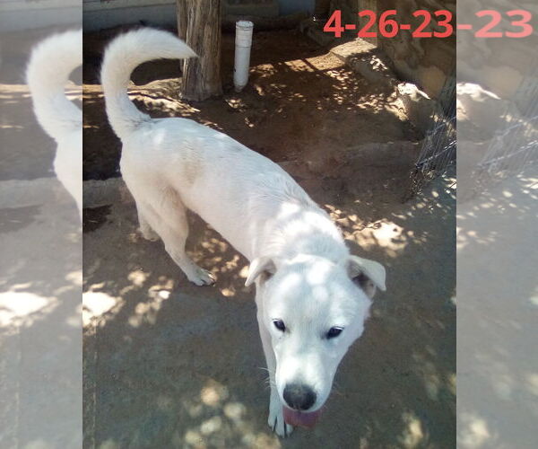 Medium Photo #5 Mutt Puppy For Sale in Apple Valley, CA, USA