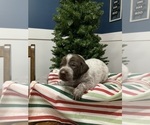 Puppy Puppy 3 German Shorthaired Pointer