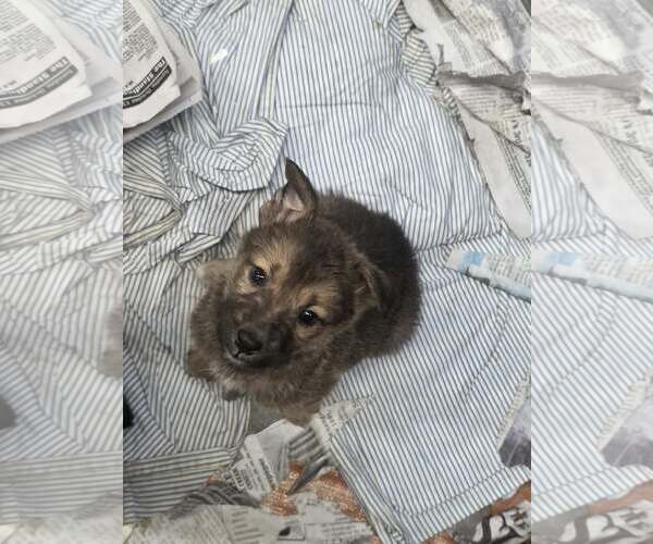 Medium Photo #1 German Shepherd Dog-Unknown Mix Puppy For Sale in SHERBURNE, NY, USA