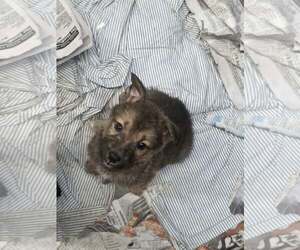 King (NY-Sarah) - Male German Shepherd Dog-Unknown Mix Dog for Adoption