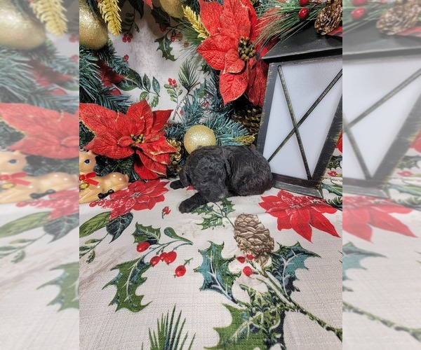 Medium Photo #60 Poodle (Toy) Puppy For Sale in BLACK FOREST, CO, USA