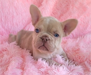 French Bulldog Puppy for sale in LAS VEGAS, NV, USA