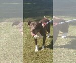 Small Photo #11 American Pit Bull Terrier-Unknown Mix Puppy For Sale in Rustburg, VA, USA