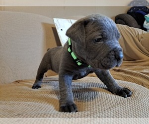 Cane Corso Puppy for Sale in JACKSON, Georgia USA