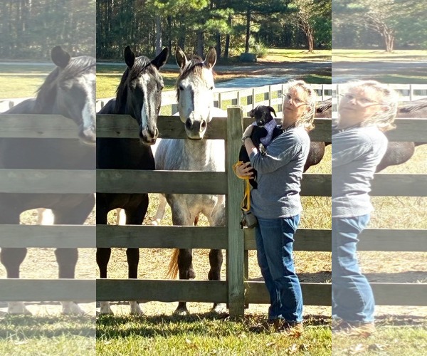 Medium Photo #4 Boston Terrier-Labrador Retriever Mix Puppy For Sale in Holly Springs, NC, USA