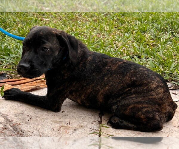Medium Photo #2 Boxer-Pointer Mix Puppy For Sale in Oakland Park, FL, USA