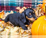Small Photo #44 Dachshund Puppy For Sale in WAKARUSA, IN, USA