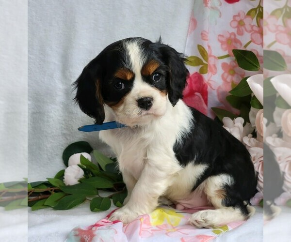 Medium Photo #2 Cavalier King Charles Spaniel Puppy For Sale in CANANDAIGUA, NY, USA