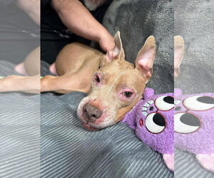 Baby Girl - Female American Pit Bull Terrier-Unknown Mix Dog for Adoption - Photo #3