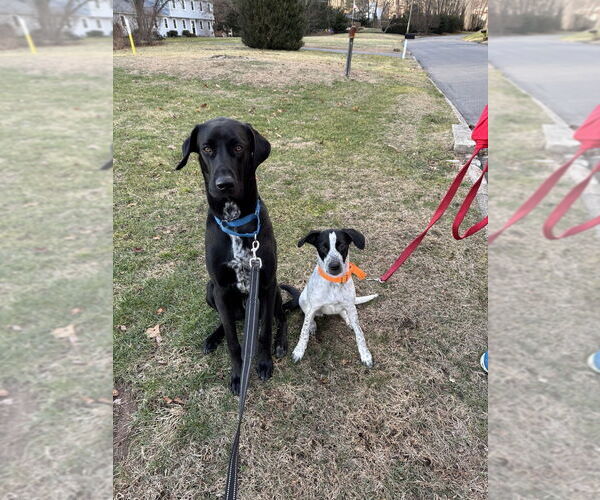 Medium Photo #2 Pointer-Unknown Mix Puppy For Sale in Brewster, NY, USA