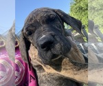 Small #14 Great Dane