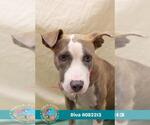 Small #1 American Pit Bull Terrier Mix