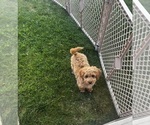 Small #5 Cavapoo (Miniature)