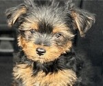 Small Photo #25 Yorkshire Terrier Puppy For Sale in SACRAMENTO, CA, USA