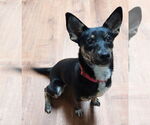 Small Australian Kelpie-Rat Terrier Mix