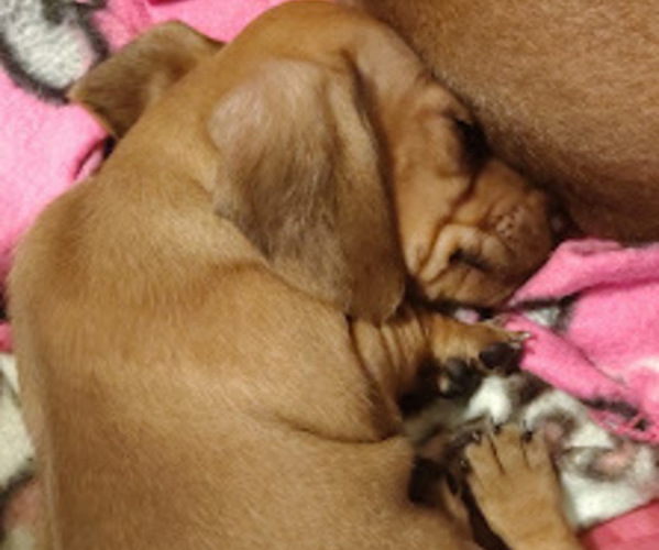 Medium Photo #1 Dachshund Puppy For Sale in PERRYVILLE, MO, USA