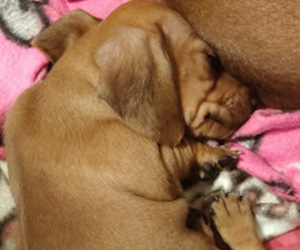 Dachshund Puppy for sale in PERRYVILLE, MO, USA