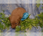 Small #2 Golden Retriever