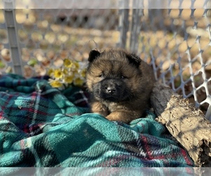 Chow Chow Puppy for sale in DRUMMONDS, TN, USA