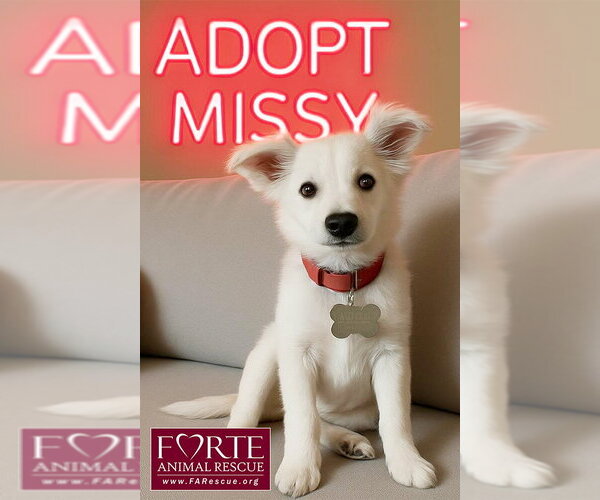 Medium Photo #7 American Eskimo Dog-Colonial Cocker Spaniel Mix Puppy For Sale in Marina del Rey, CA, USA