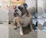 Small Photo #1 Bulldog Puppy For Sale in STRAFFORD, MO, USA